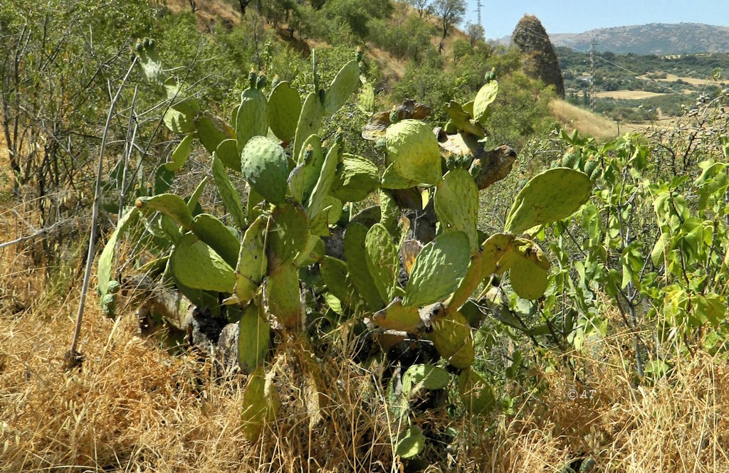 Изображение особи Opuntia ficus-indica.