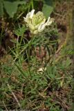 Astragalus zingeri