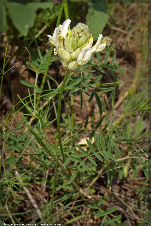 Изображение особи Astragalus zingeri.