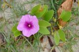 Ipomoea pes-caprae. Верхушка побега с цветком. Андаманские острова, остров Северный Андаман, окр. г. Диглипур, песчаный пляж. 09.01.2015.