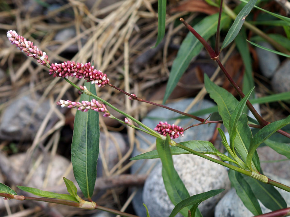 Image of Persicaria lapathifolia specimen.