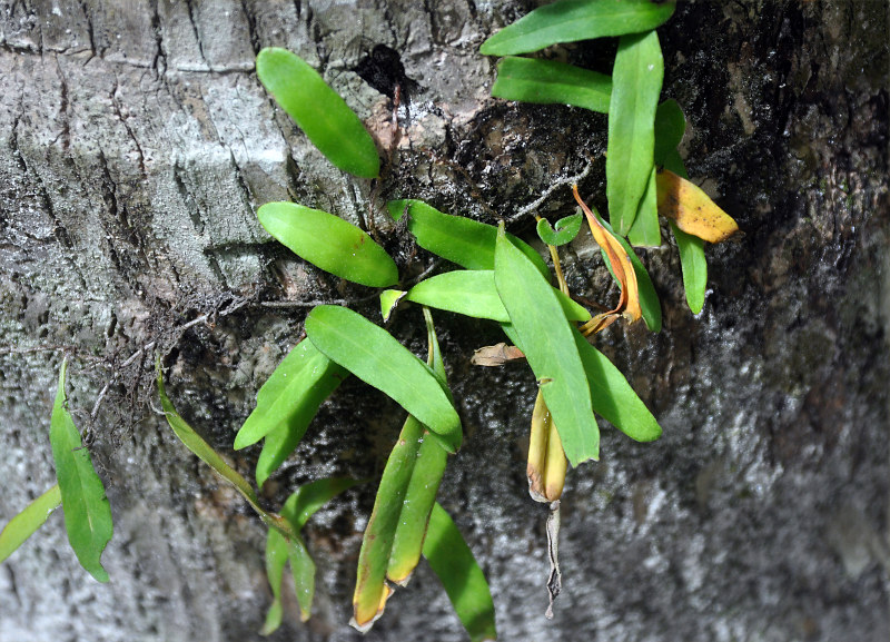 Изображение особи Pyrrosia lanceolata.