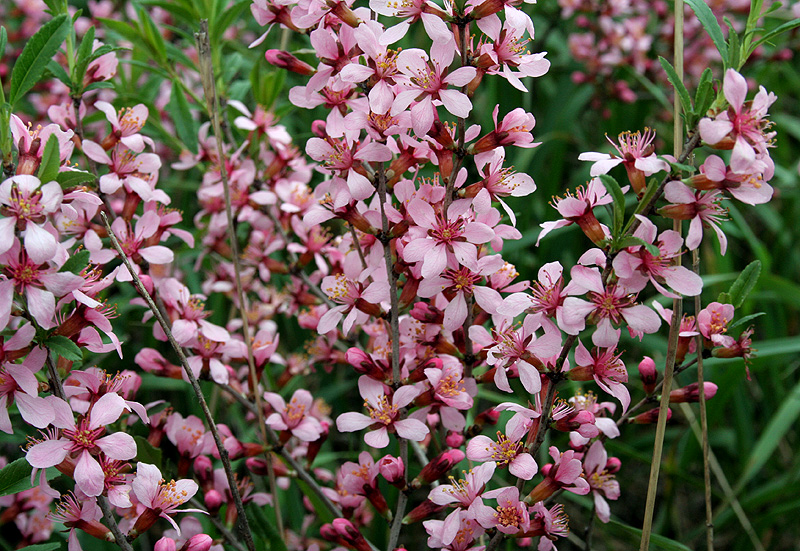 Изображение особи Amygdalus nana.