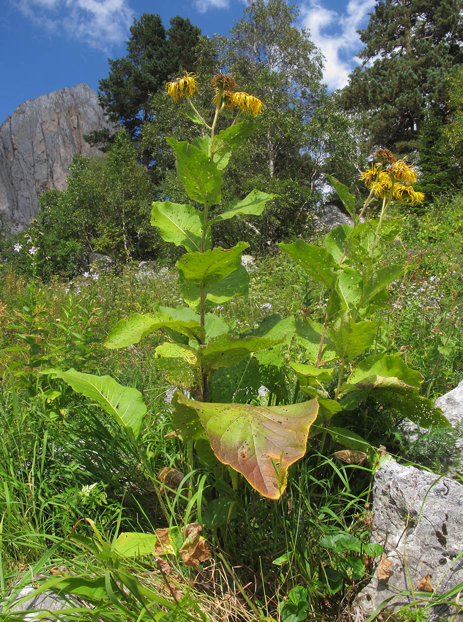 Image of Inula magnifica specimen.