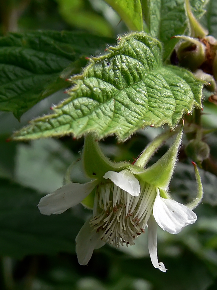 Изображение особи Rubus matsumuranus.