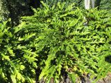 Philodendron xanadu. Вегетирующие растения. Австралия, г. Брисбен, в культуре. 07.07.2015.