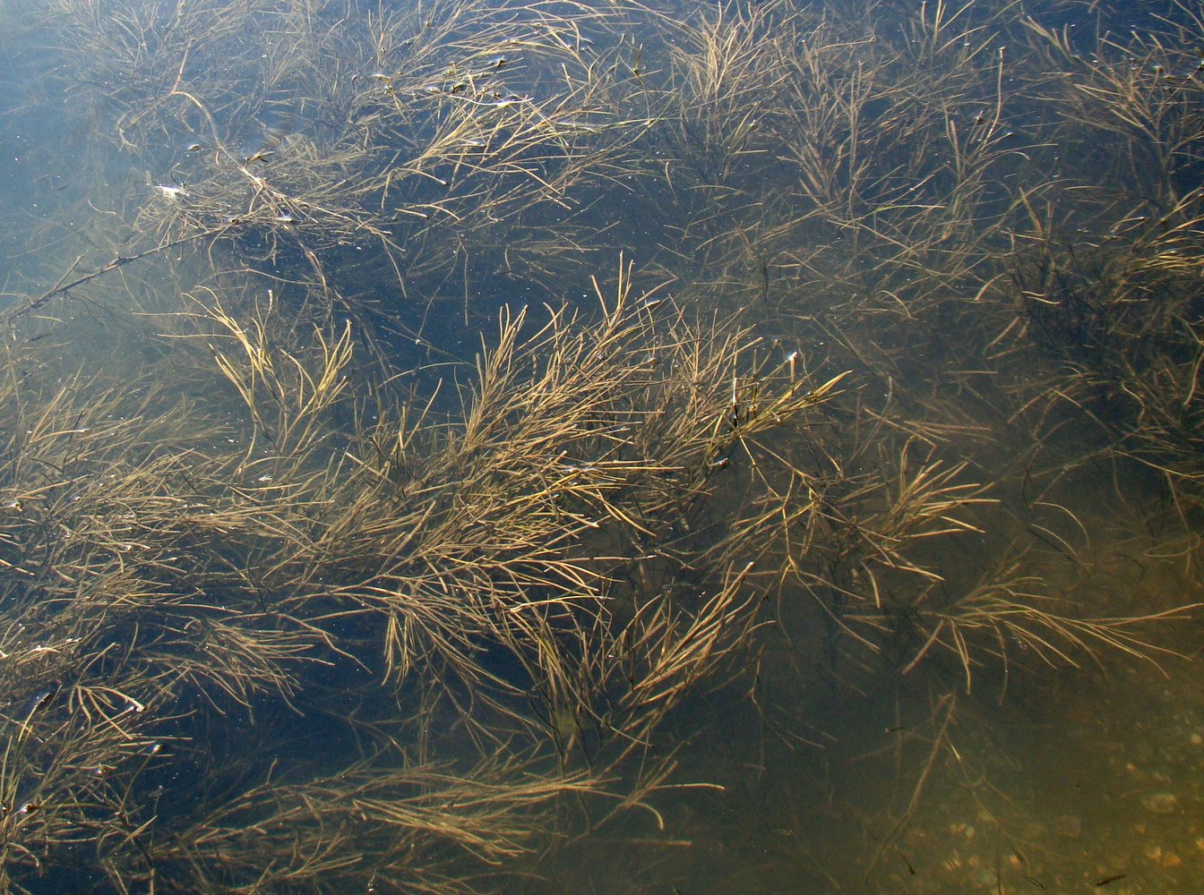 Image of Potamogeton pectinatus specimen.