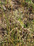 Poa pratensis. Цветущее растение. Санкт-Петербург, пустырь. 02.06.2009.