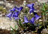 Campanula dasyantha