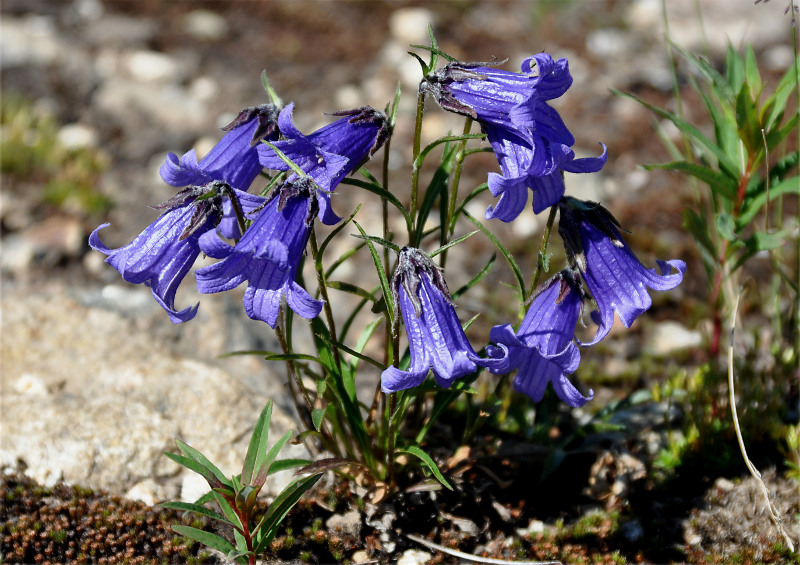 Изображение особи Campanula dasyantha.