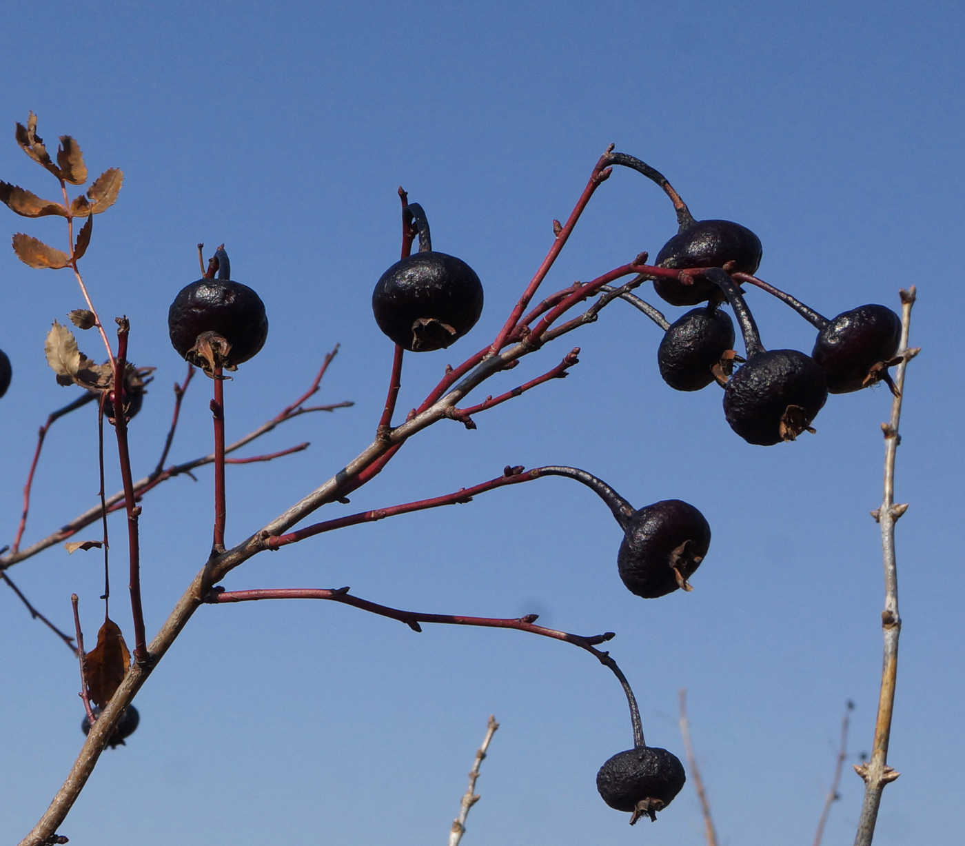 Image of Rosa spinosissima specimen.