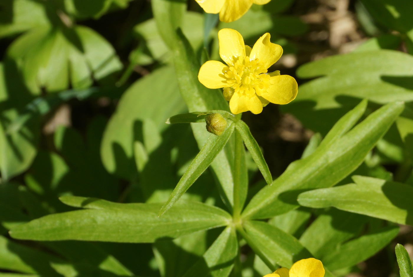 Image of Ranunculus krylovii specimen.