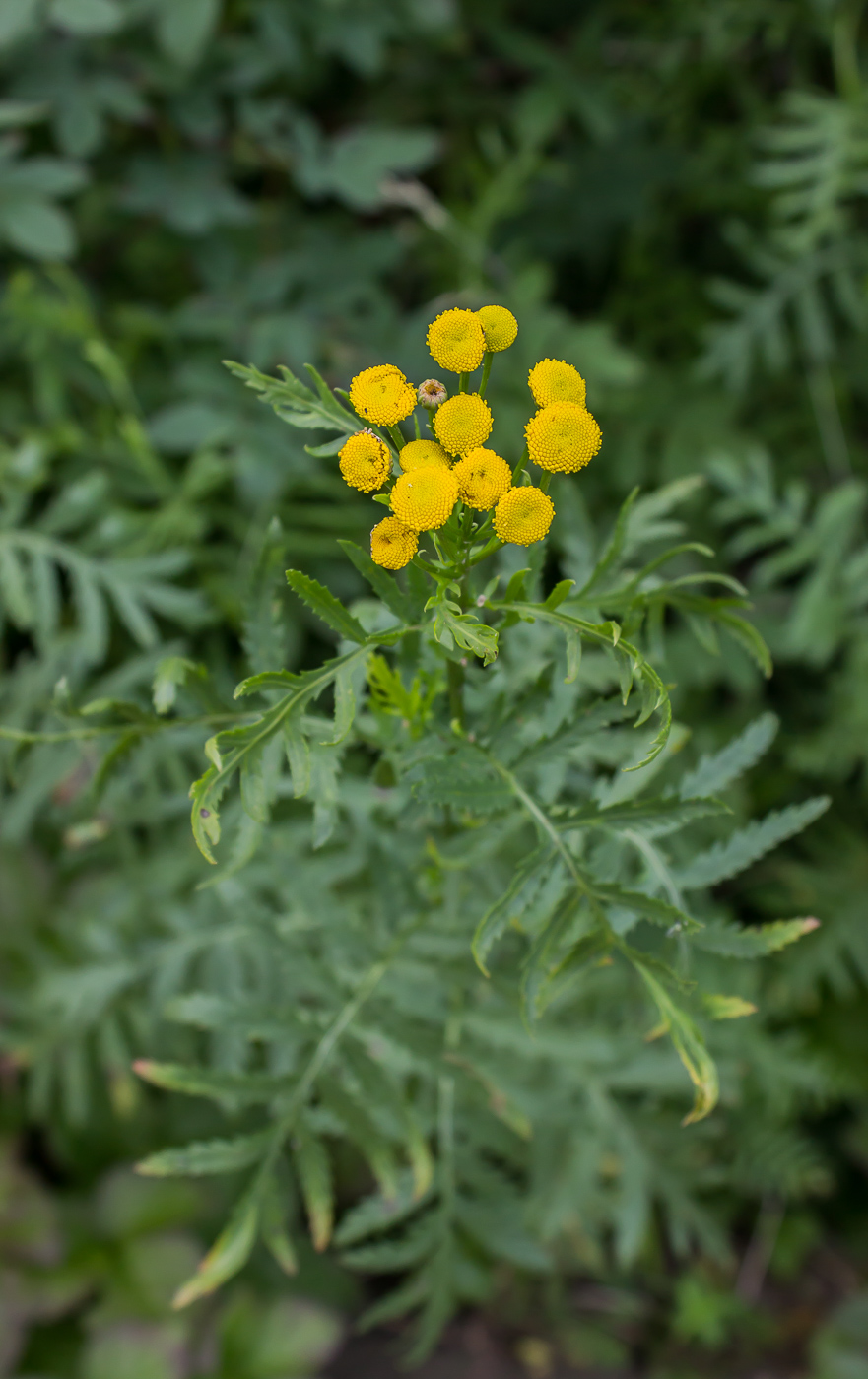 Изображение особи Tanacetum vulgare.