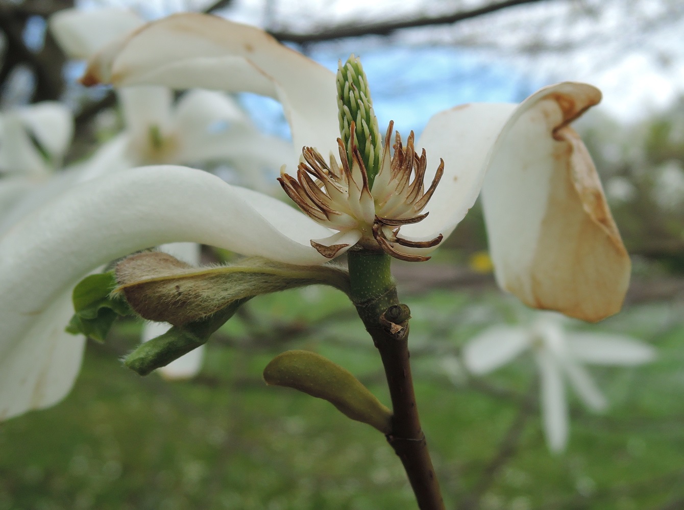 Image of Magnolia &times; kewensis specimen.