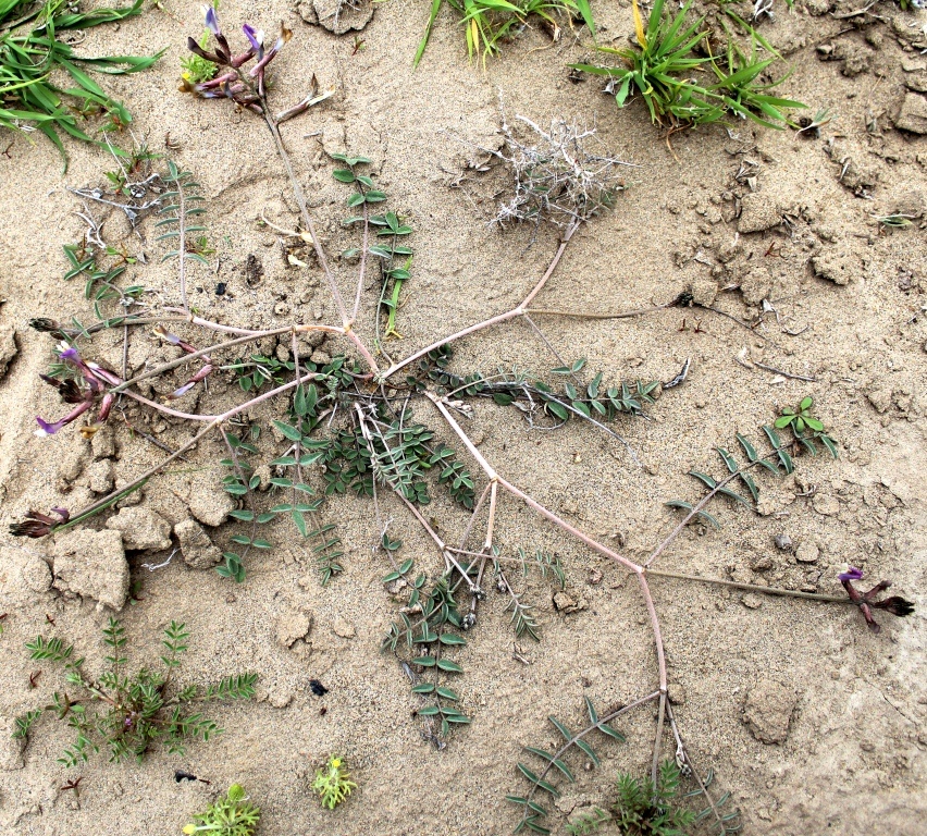 Image of Astragalus rustamovii specimen.