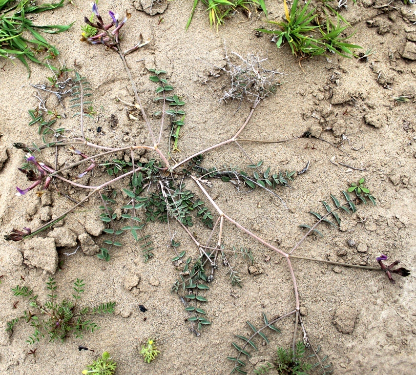 Изображение особи Astragalus argyroides.