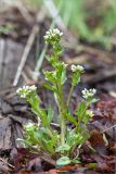 Cochlearia arctica