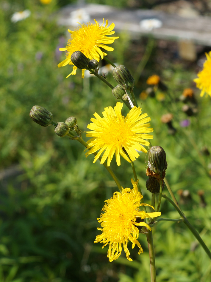Image of Sonchus arvensis ssp. uliginosus specimen.