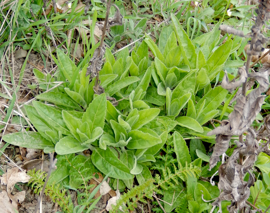 Image of Veronica barrelieri specimen.