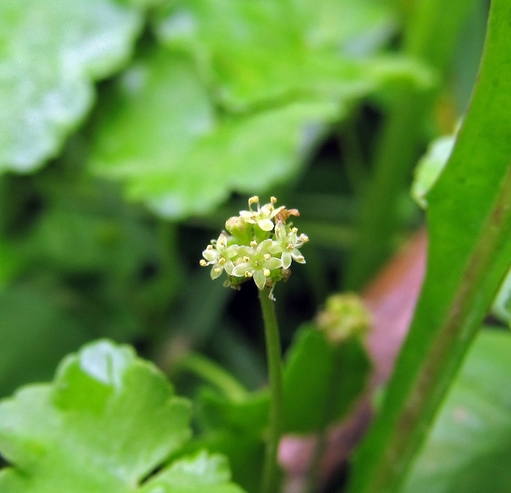 Image of Hydrocotyle ramiflora specimen.