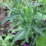 Sonchus arvensis ssp. uliginosus