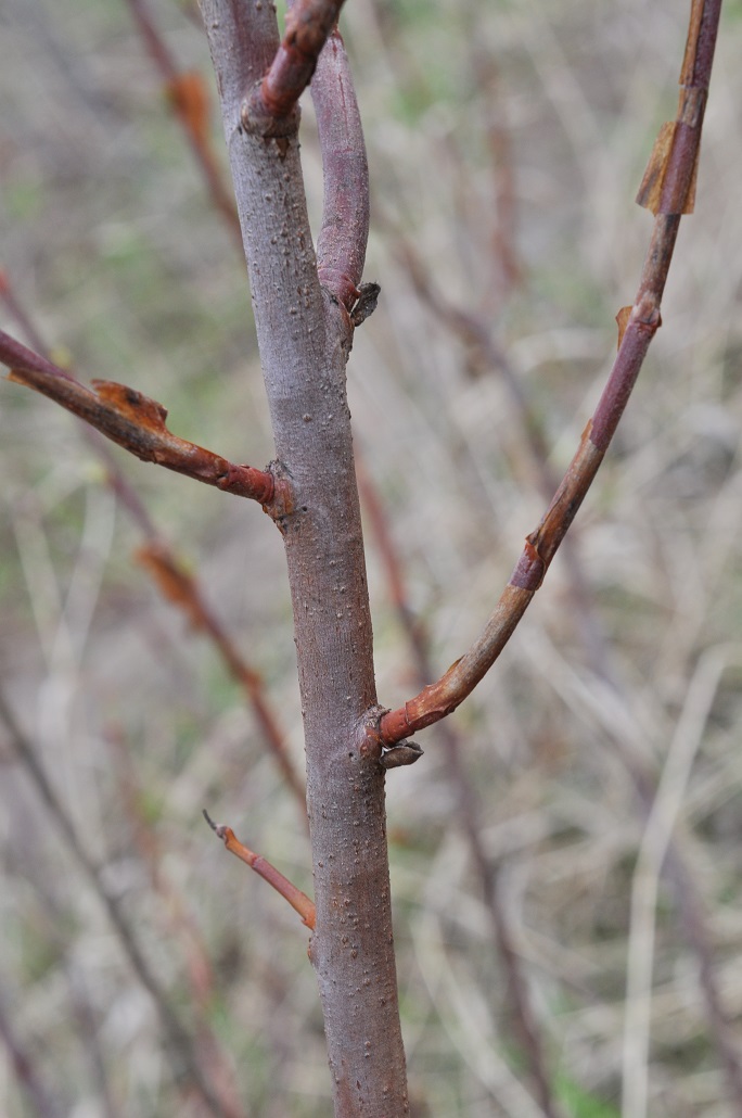 Изображение особи Sibiraea altaiensis.