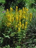 Lysimachia punctata