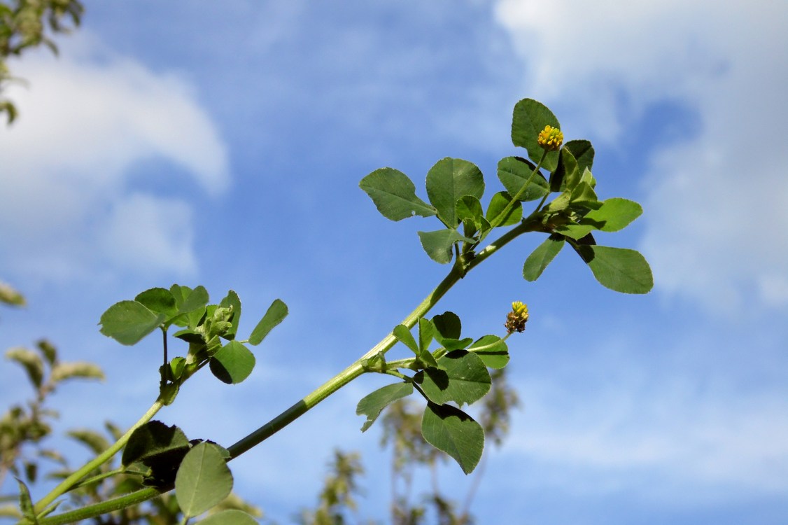 Image of Medicago lupulina specimen.