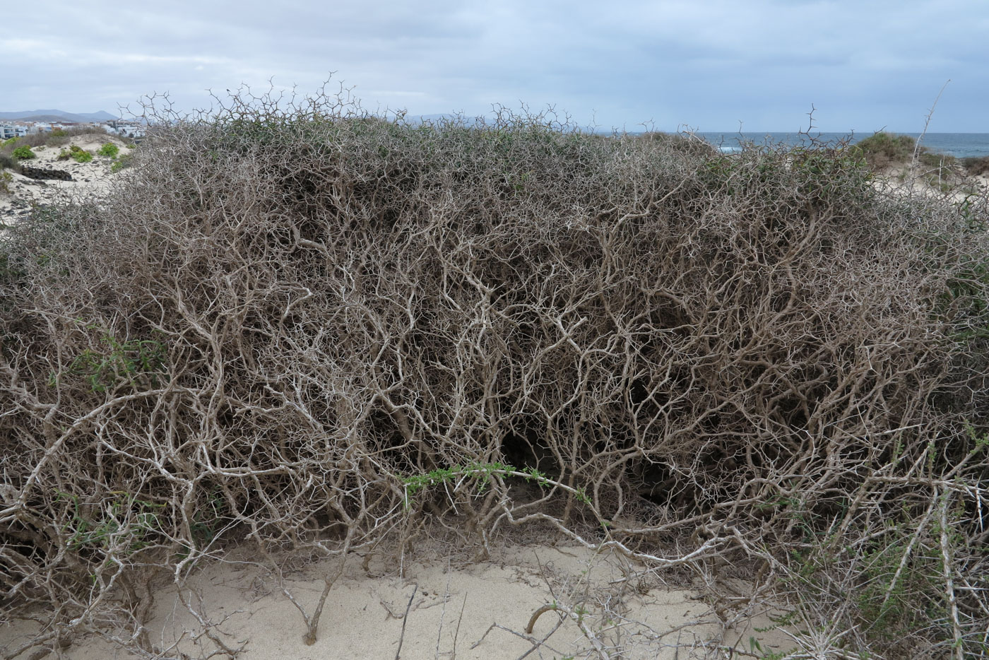 Image of Launaea arborescens specimen.