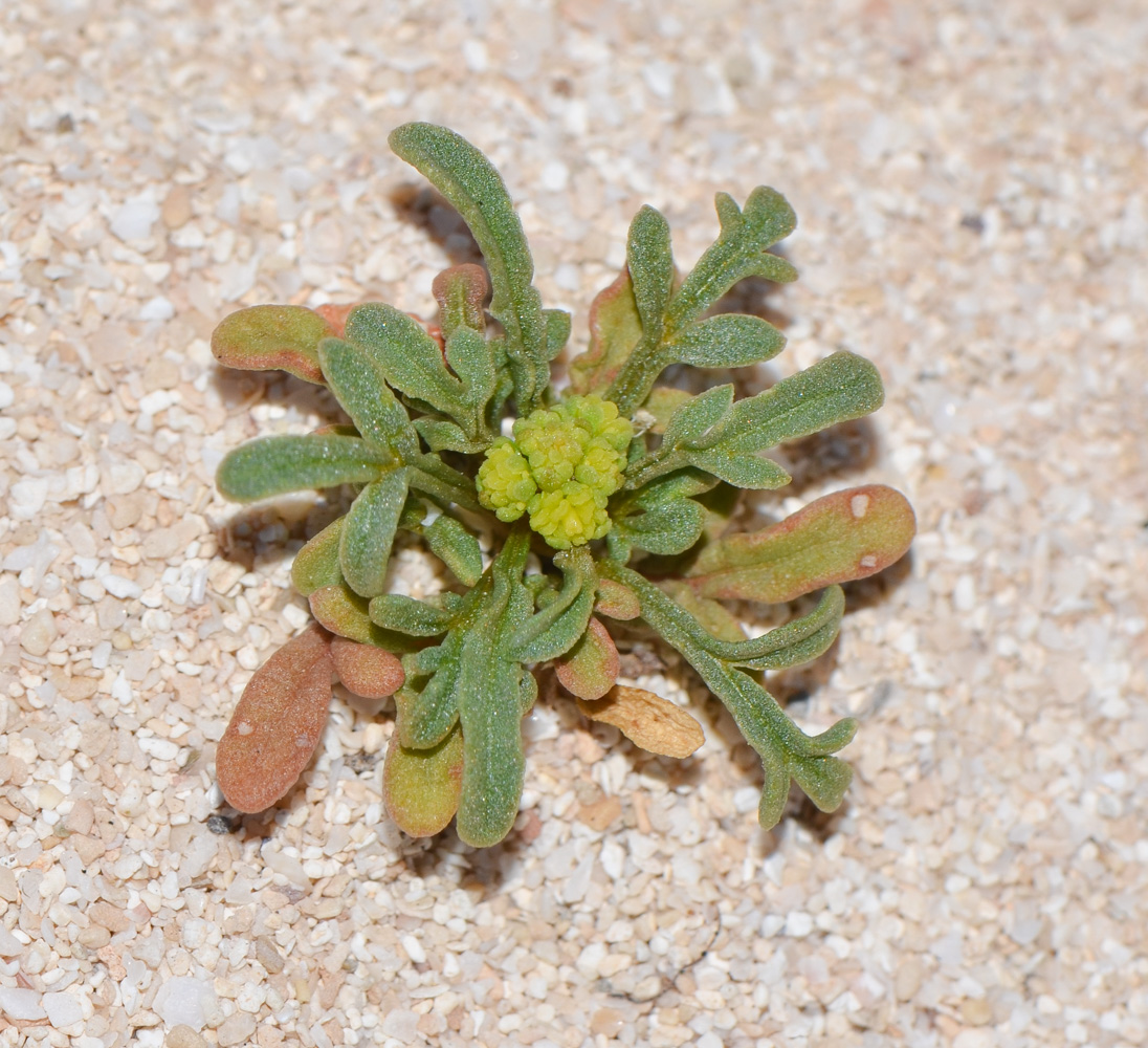 Изображение особи Reseda crystallina.