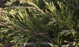 Juniperus sabina