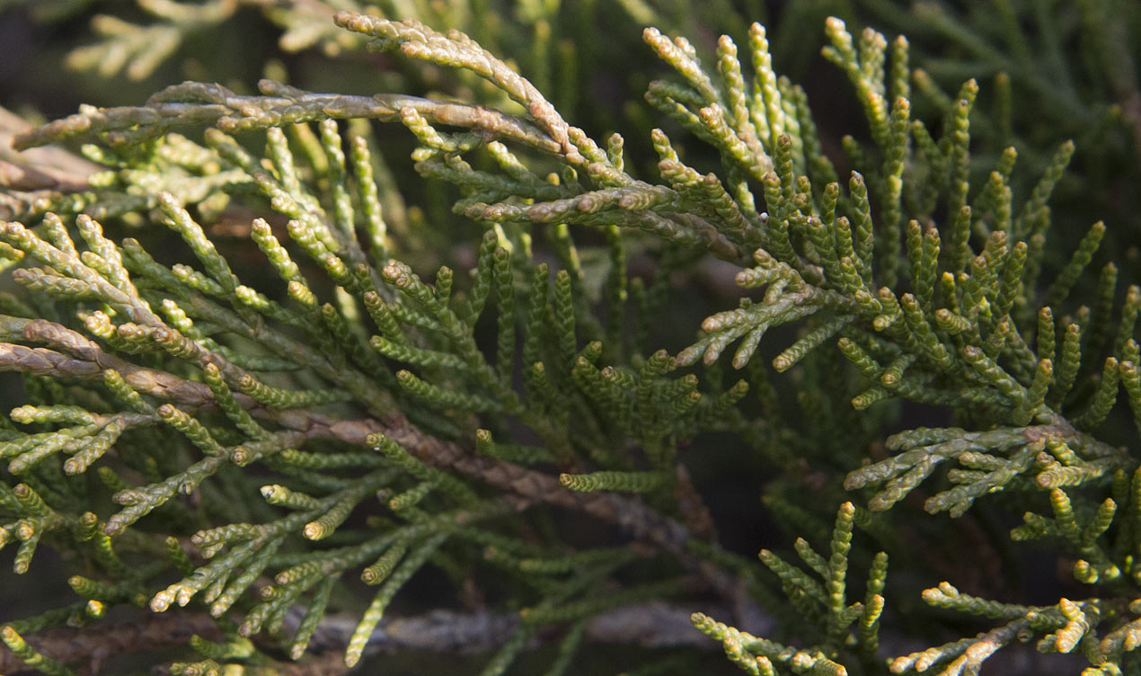 Image of Juniperus sabina specimen.