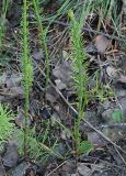 Equisetum fluviatile. Спороносящее растение. Санкт-Петербург, Пискарёвский парк. 29.05.2009.