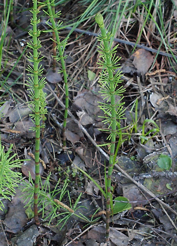 Изображение особи Equisetum fluviatile.