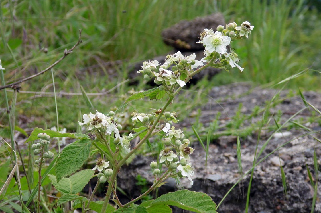 Image of genus Rubus specimen.