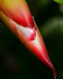 Alpinia zerumbet. Верхушка раскрывающегося общего соцветия. Израиль, Шарон, г. Тель-Авив, ботанический сад тропических растений. 02.05.2016.