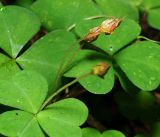 Oxalis acetosella