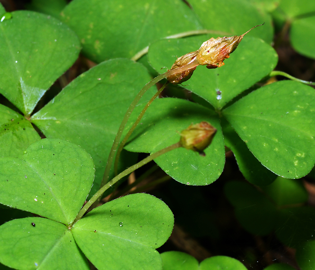 Изображение особи Oxalis acetosella.