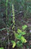 Dracocephalum thymiflorum