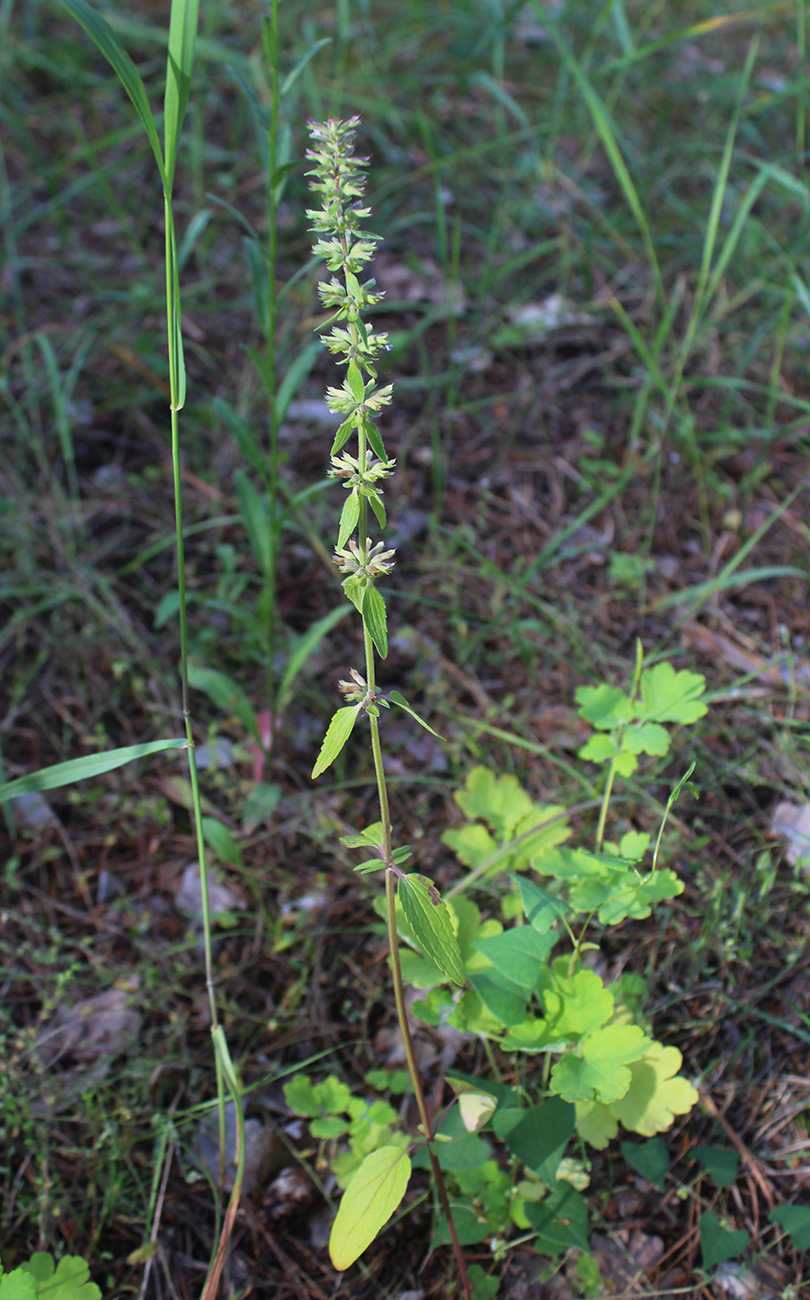 Изображение особи Dracocephalum thymiflorum.