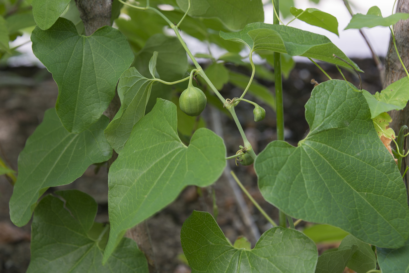 Image of Aristolochia clematitis specimen.