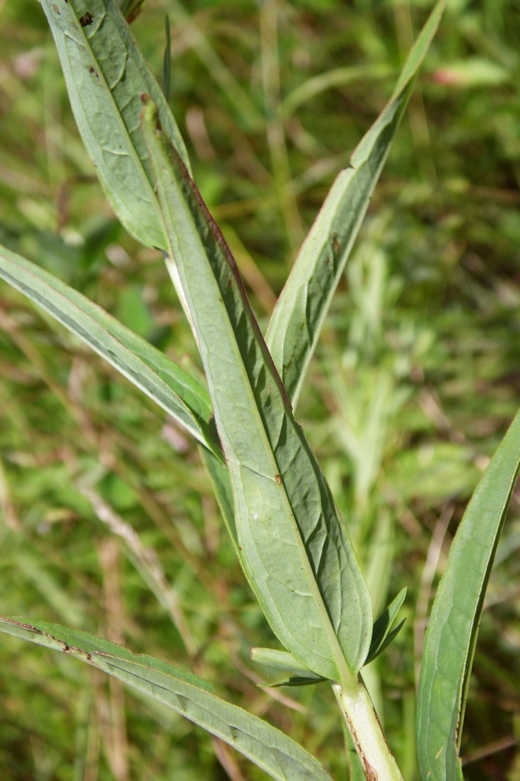 Image of Lythrum virgatum specimen.