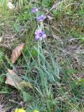 Sisyrinchium septentrionale