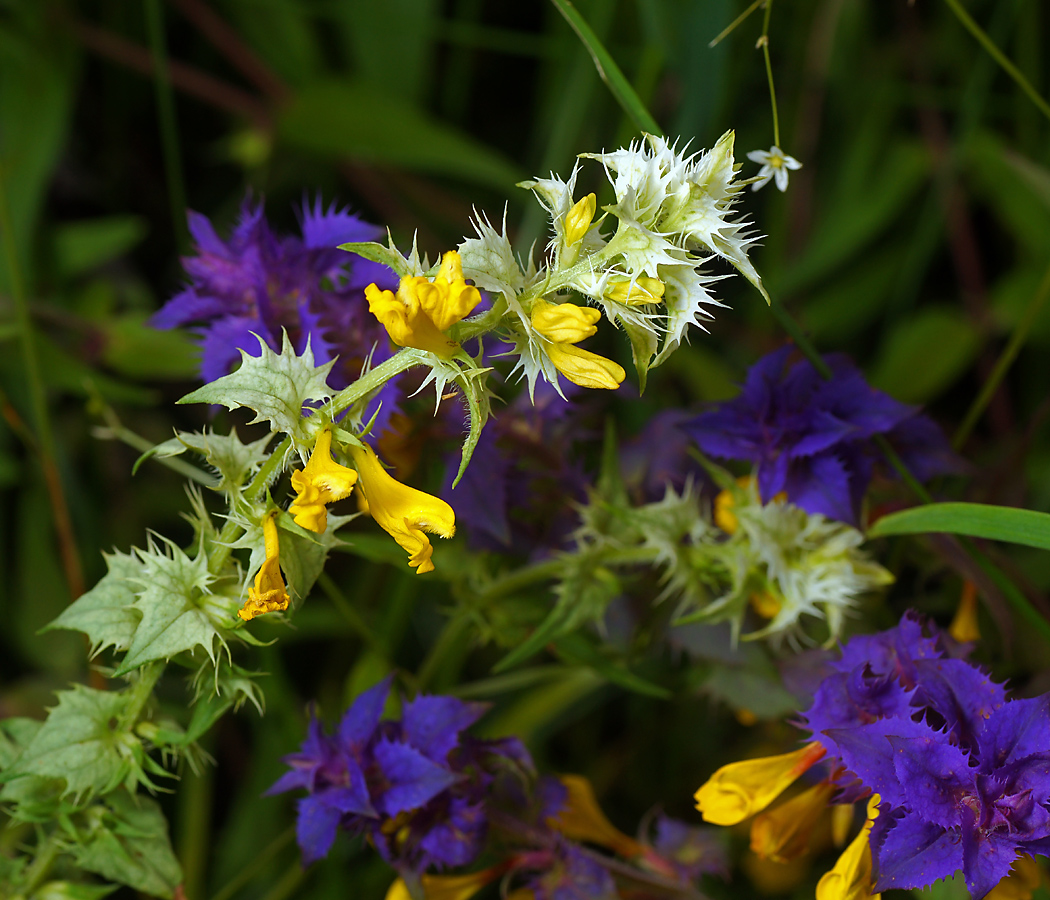 Image of Melampyrum nemorosum specimen.