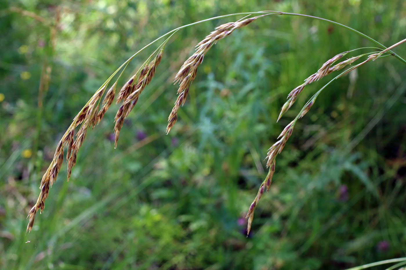 Изображение особи Festuca arundinacea.