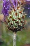 Image of taxon representative. Author is Евгений Пахомов