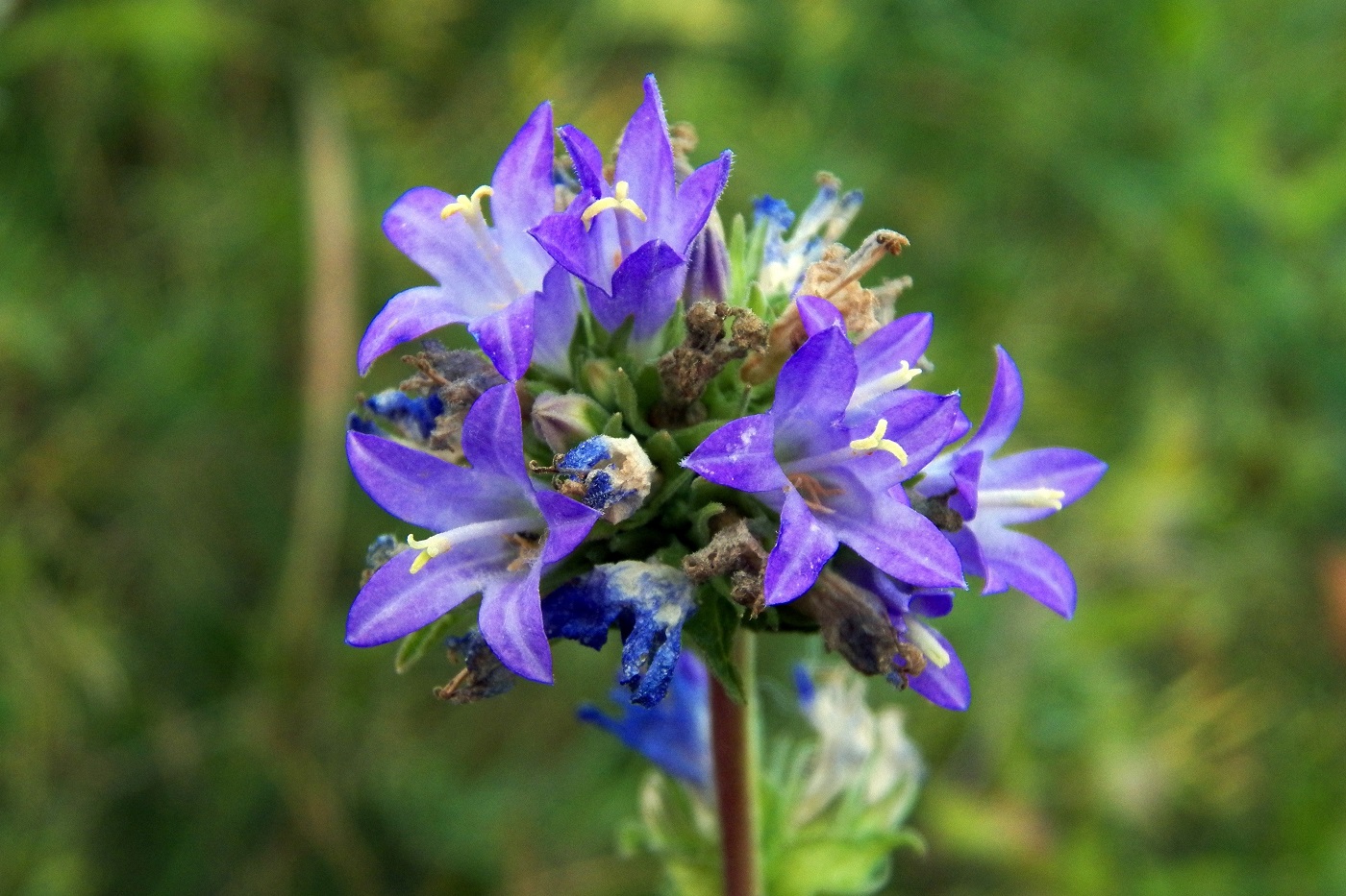 Image of Campanula farinosa specimen.