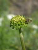 Image of taxon representative. Author is Сергей Банкетов