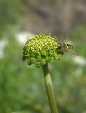 Angelica purpurascens