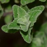 Majorana syriaca
